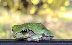 Hyla versicolor