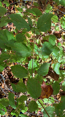 Viburnum rafinesqueanum