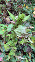 Acalypha rhomboidea