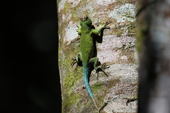 Sceloporus malachiticus