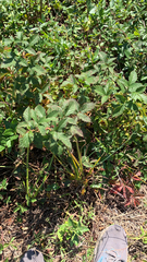 Filipendula ulmaria