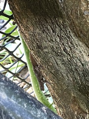 Gonatodes albogularis