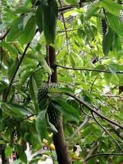 Annona