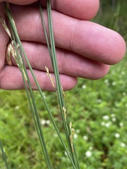 Juncus sarophorus