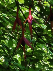 Fuchsia magellanica