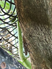 Gonatodes albogularis