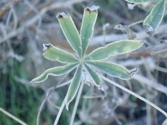 Lupinus excubitus
