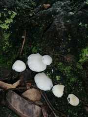 Oudemansiella australis
