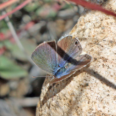 Echinargus isola