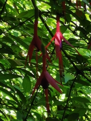 Fuchsia magellanica
