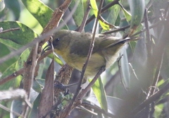 Hemignathus wilsoni