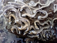 Spirobranchus cariniferus