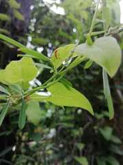 Pseudomyrmex pallidus