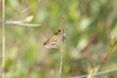 Taractrocera papyria