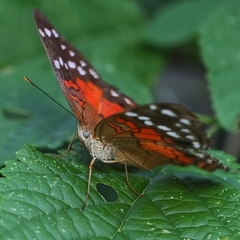 Anartia amathea