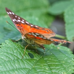 Anartia amathea