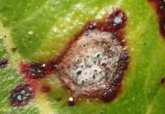 Mycosphaerella metrosideri