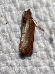 Cryptophlebia ombrodelta