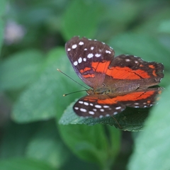 Anartia amathea