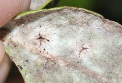 Mycosphaerella metrosideri