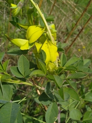 Crotalaria agatiflora