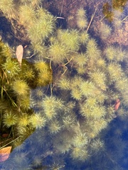 Sphagnum cuspidatum