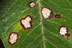 Mycosphaerella metrosideri