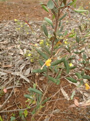 Grevillea chrysophaea