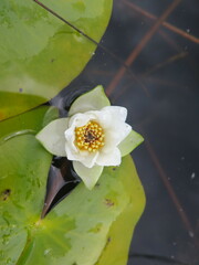 Nymphaea tetragona
