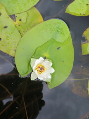 Nymphaea tetragona