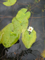 Nymphaea tetragona