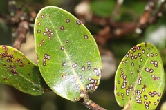 Mycosphaerella metrosideri