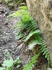 Blechnum hastatum