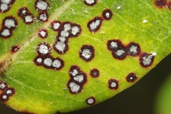 Mycosphaerella metrosideri