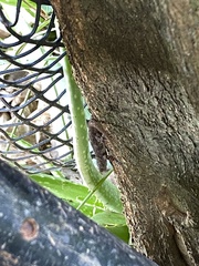 Gonatodes albogularis