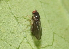 Ephydroidea