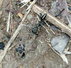 Odontomachus haematodus