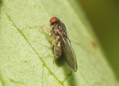 Ephydroidea