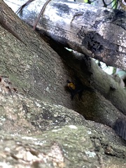 Gonatodes albogularis