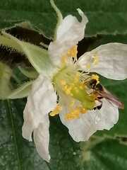 Tetragonisca angustula