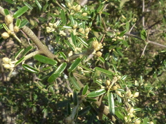 Atamisquea emarginata