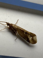 Limnephilus