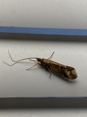 Limnephilus