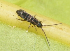 Tomocerus minor