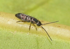 Tomocerus minor