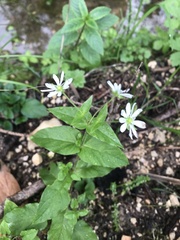 Stellaria nemorum