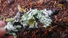 Hypogymnia enteromorpha