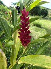Alpinia