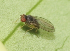 Ephydroidea