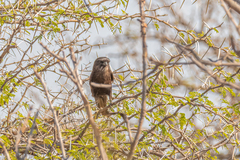 Lanius melanoleucus